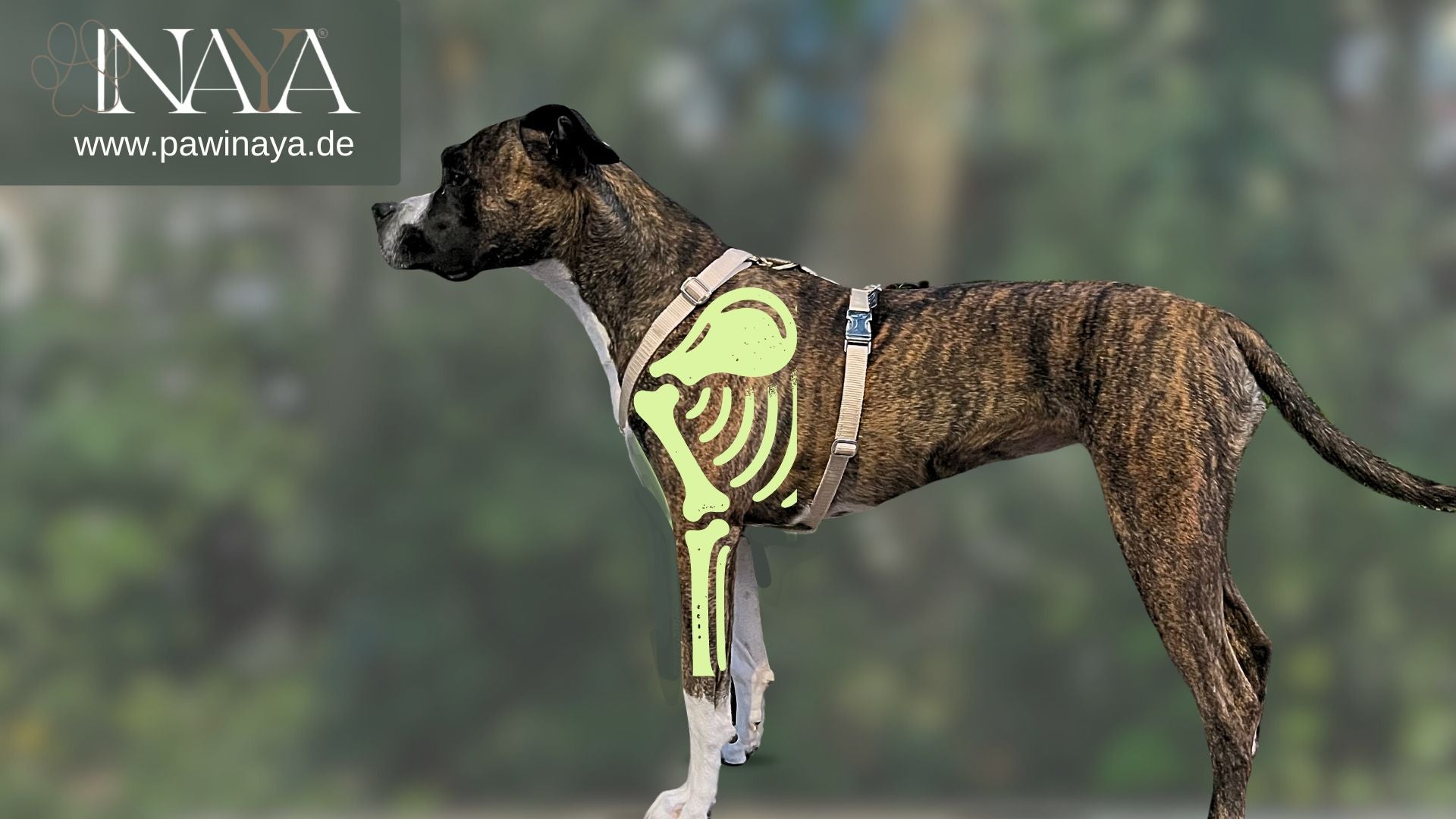 Das richtige Hundegeschirr: Warum die Wahl entscheidend ist und wie du