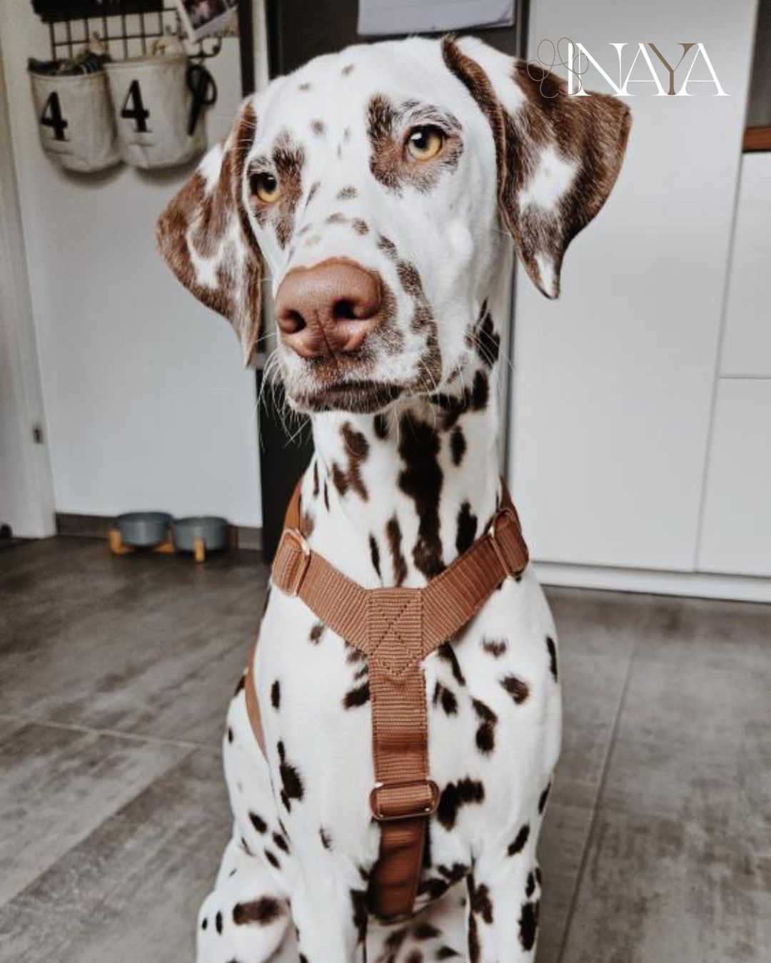 Flexi leine Hundegeschirr - Hundeleine Schleppleine Halsband Hundegeschirr
