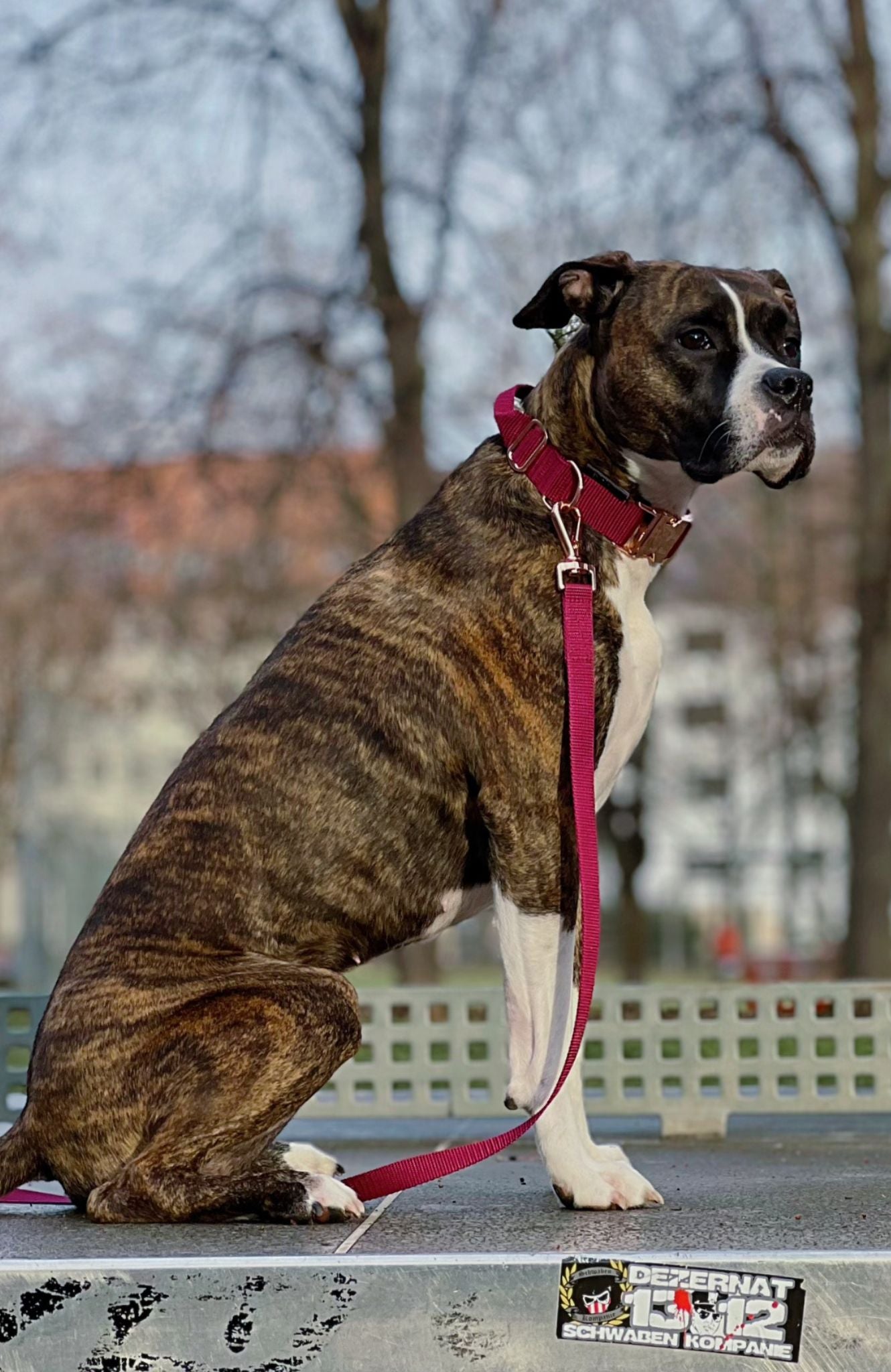 Flexi leine Hundeleinen - Hundeleine Schleppleine Halsband Hundegeschirr