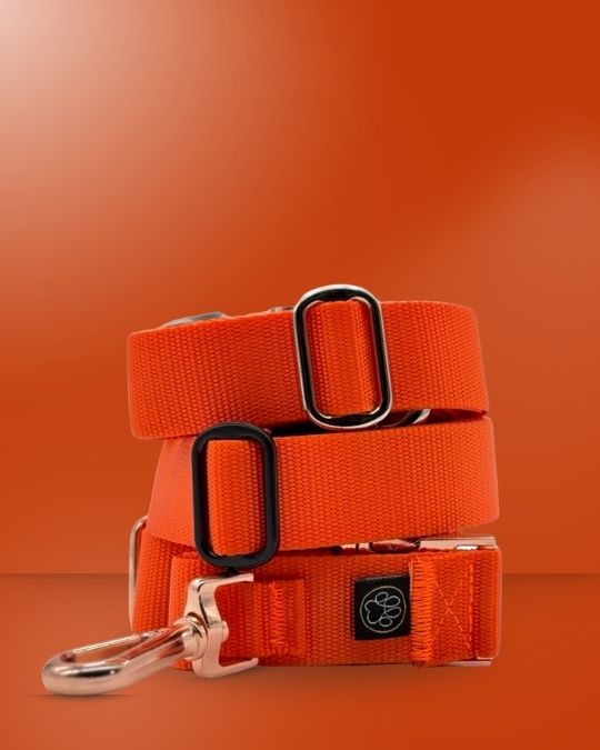 Premium Gassi Gürtel