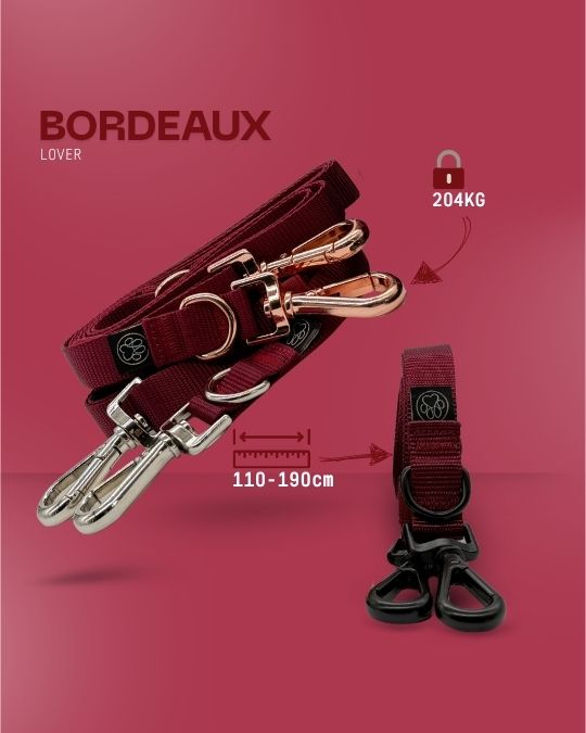 3-in-1 Dog Leash (Set Item!) - DO NOT REMOVE -