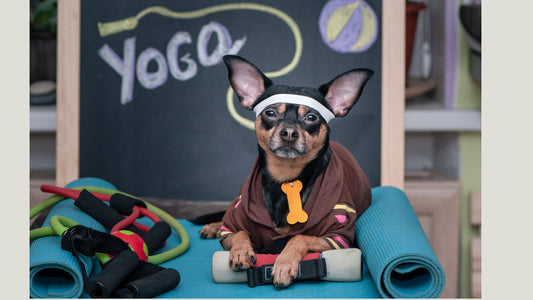 Yoga Hund Sport mit deinem Vierbeiner