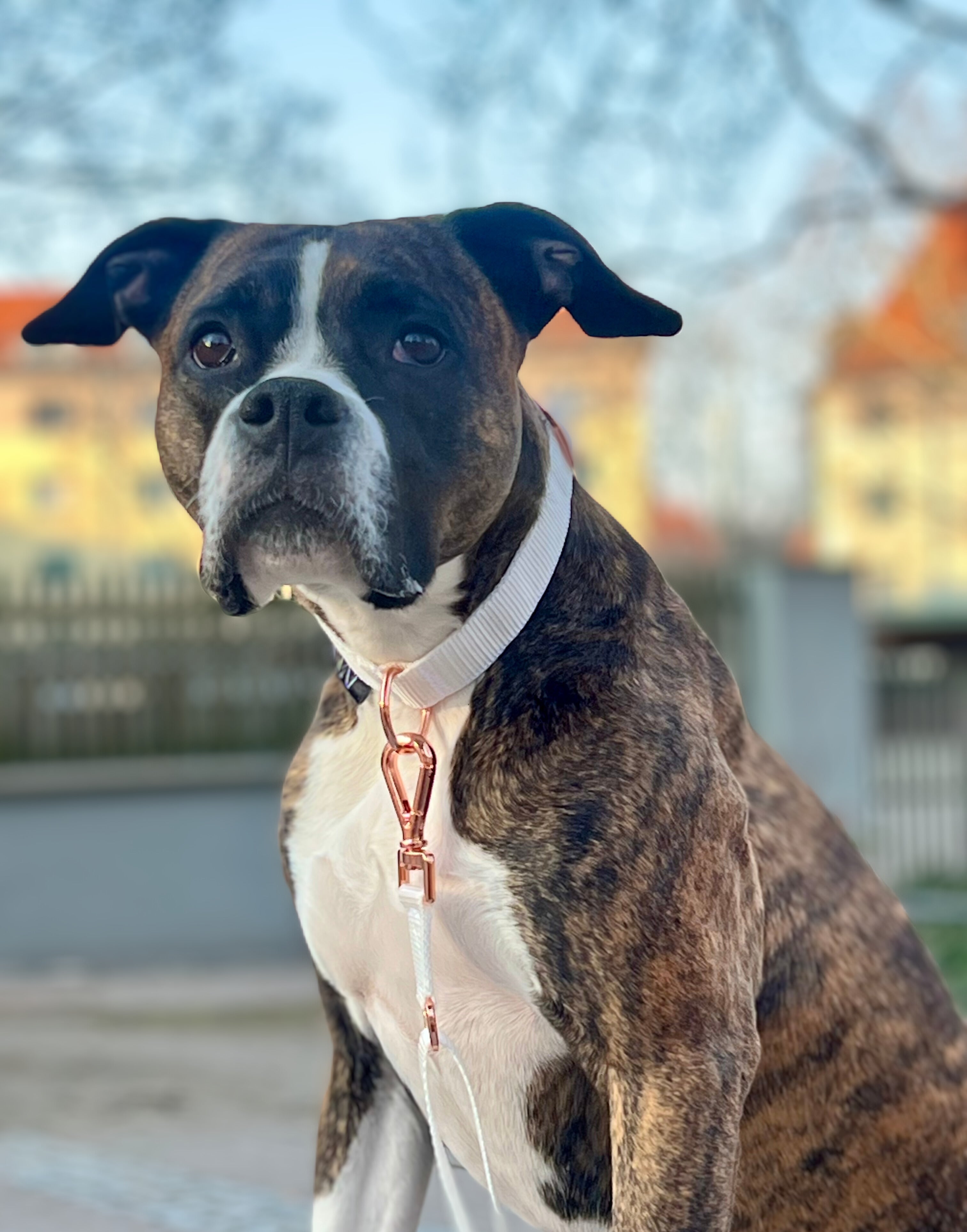 Dog collar white elegant rose gold Boxer breed 
Bulldog