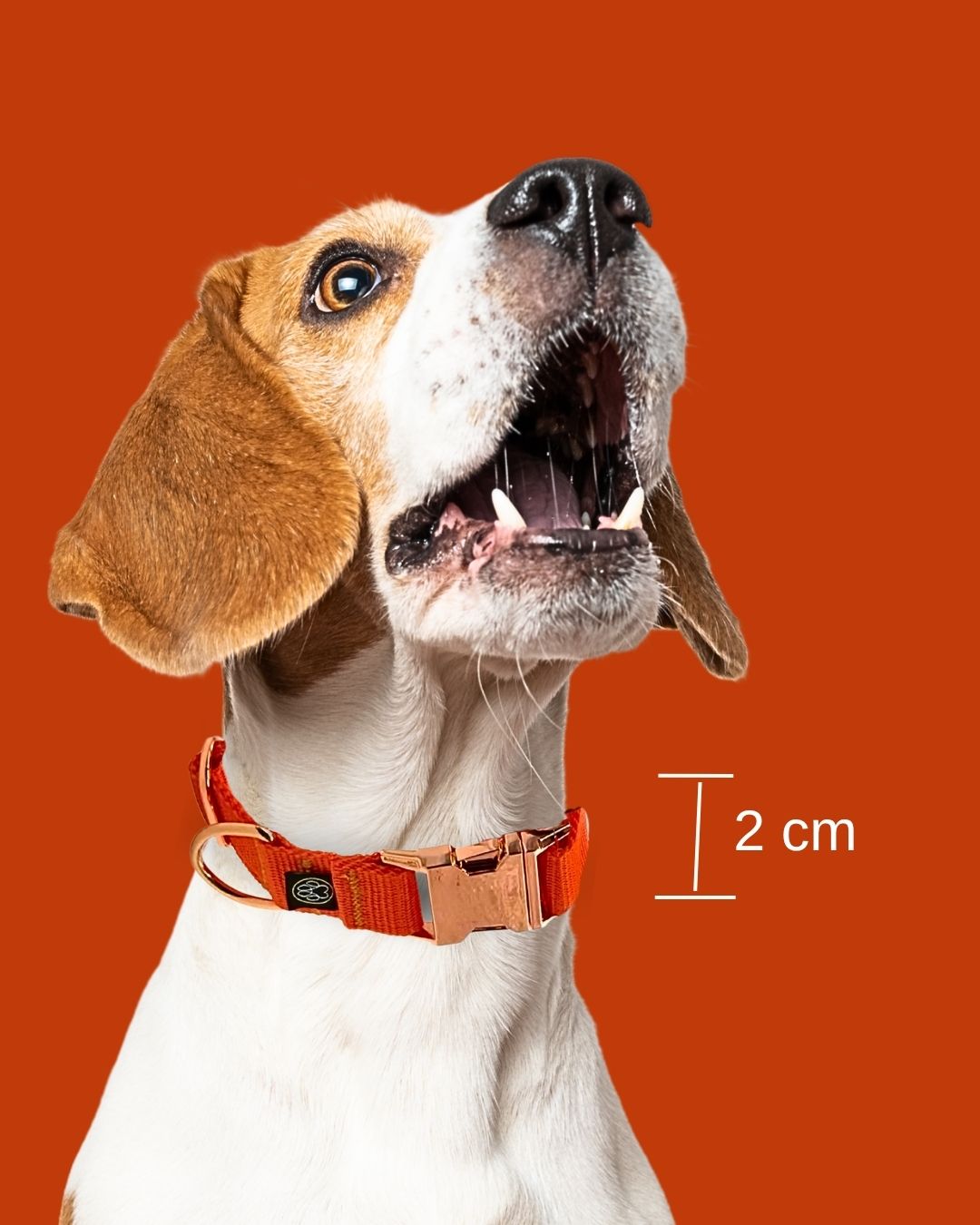 Hundehalsband Orange rose Gold 2cm breit 
