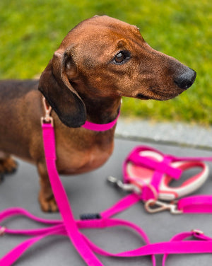 Hundehalsband in pink